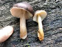 Pluteus cervinus image