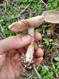 Volvariella gloiocephala image