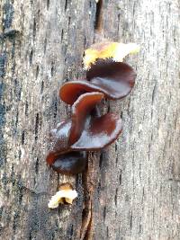 Tremella foliacea image