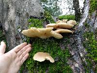 Pleurotus ostreatus image