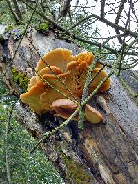 Pleurotus ostreatus image