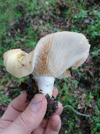 Lactarius alnicola image