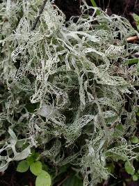 Ramalina menziesii image