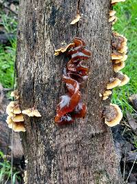 Tremella foliacea image