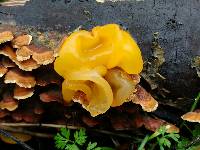 Tremella aurantia image