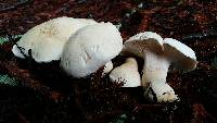 Leucopaxillus albissimus image