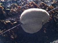 Fomitopsis pinicola image