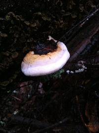 Fomitopsis pinicola image