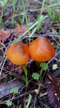 Hygrocybe singeri image