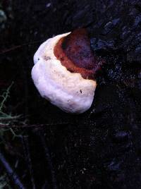 Fomitopsis pinicola image