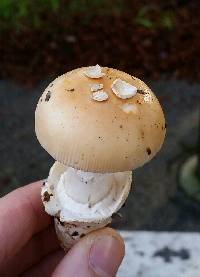 Amanita velosa image