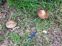 Leccinum scabrum image