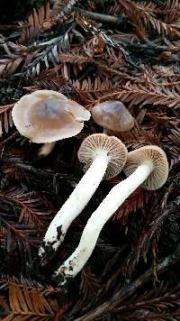 Hygrocybe colemanniana image