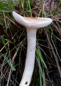 Hygrophorus roseobrunneus image