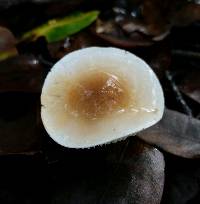 Hygrophorus roseobrunneus image