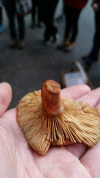 Lactarius rubrilacteus image