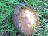 Leccinum scabrum image