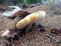 Amanita muscaria image