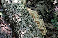 Image of Trametes cubensis