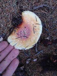 Amanita muscaria image