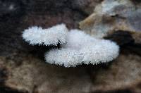 Schizophyllum commune image