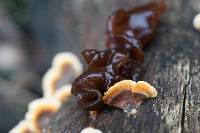 Tremella foliacea image