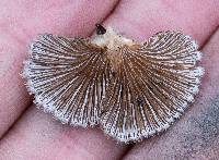 Schizophyllum commune image