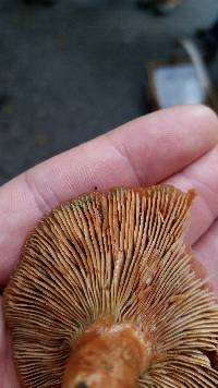 Lactarius rubrilacteus image