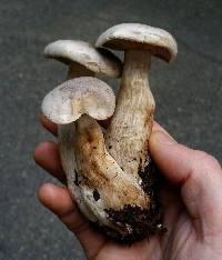 Clitocybe subconnexa image