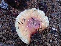 Amanita muscaria image