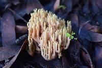 Ramaria stricta image