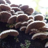 Schizophyllum commune image