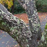 Schizophyllum commune image