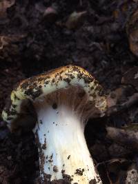 Cortinarius ponderosus image