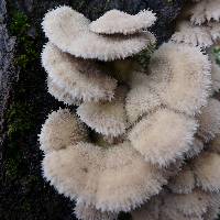 Schizophyllum commune image