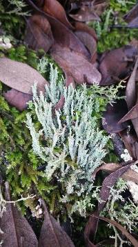 Cladonia furcata image