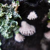 Schizophyllum commune image