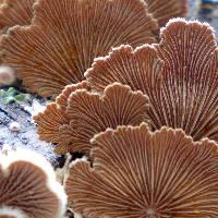 Schizophyllum commune image