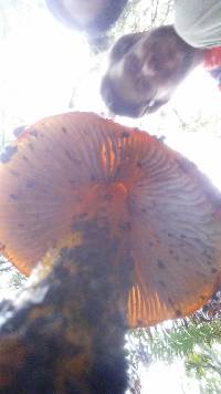 Hygrocybe singeri image