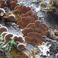 Schizophyllum commune image