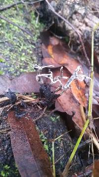 Xylaria hypoxylon image