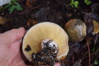 Suillus pungens image