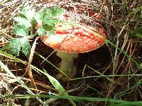 Amanita muscaria image