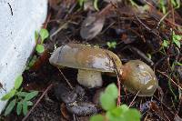 Suillus pungens image