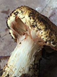 Image of Cortinarius ponderosus