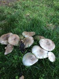 Agaricus xanthodermus image