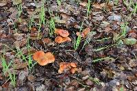 Lactarius rubidus image