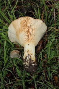 Lactarius alnicola image