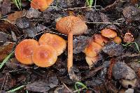 Lactarius rubidus image