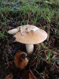 Amanita velosa image